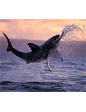 Shark_Attack