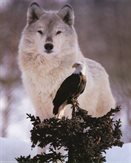 ApacheM