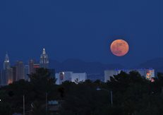 bearinvegas