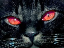 BlackCat