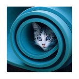 BlueCatsFan