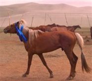 chinggis
