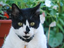 Coopertiger