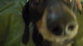 Doxshund