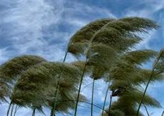 Favorable_Wind