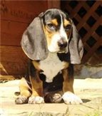 HoundsBlood