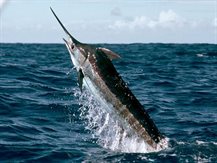 KINGFISH2020