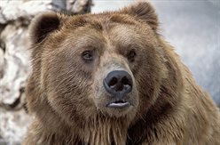 kodiaker