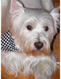 Macwestie1
