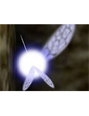 Navi