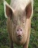 pigskinpicker