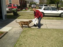 pitbullowner