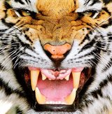 PTonTiger