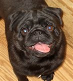 Raiderpug