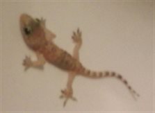 The_Gecko