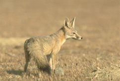 TheDesertFox