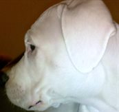 thegreyhound