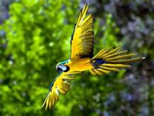 TheParrot