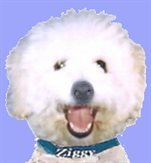 ZiggyDawg